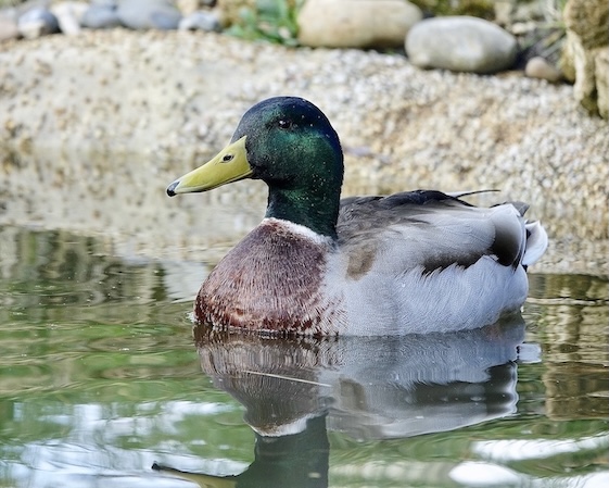 mallard